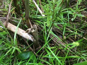 Kleinste egelskop valt bijna niet op in de vegetatie