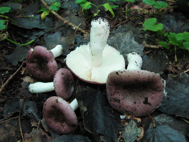 Geraniumrussula (Russula pelargonia)