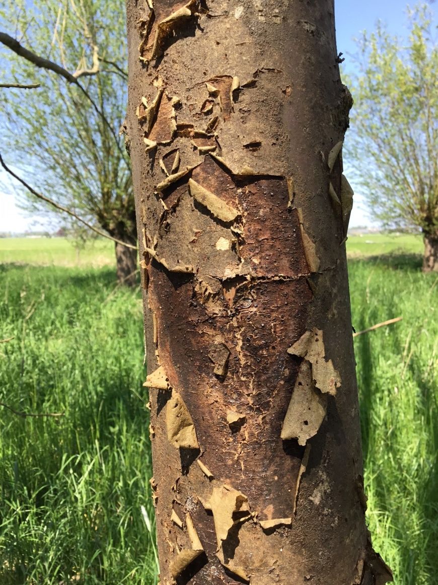 essentaksterfte Fraxinus excelsior aangetaste stam