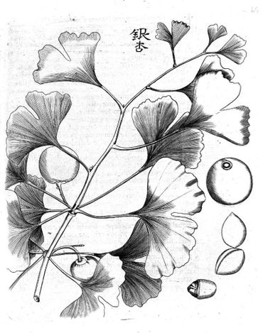 Ginkgo in het boek Amoenitatum Exoticarum, 1712