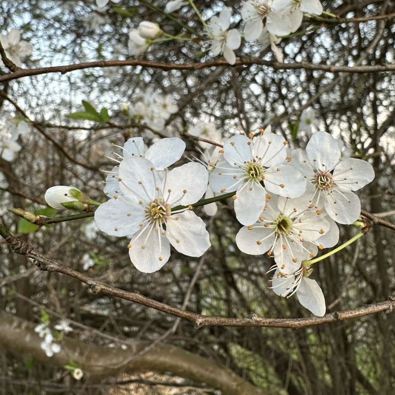 Kerspruim lijkt op sleedoorn, maar er zijn enkele kleine verschillen