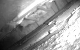 Angelique Aerts Meervleermuizen; moeder en jong. Batcam van Naturmonumenten/Zoogdierverenigin