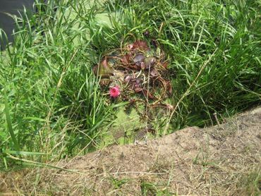 Dump van waterplanten in openbaar water 