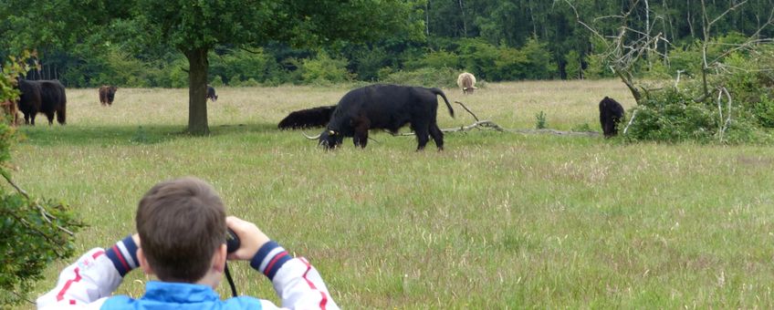 Kijken naar grote grazers EENMALIG GEBRUIK