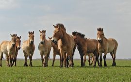 Groep jonge wilde hengsten