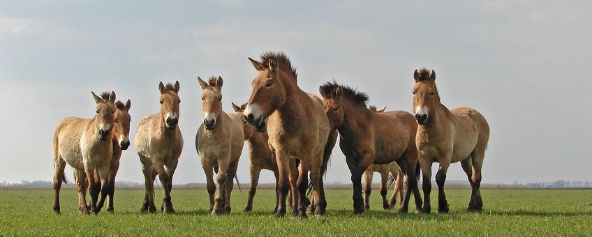 Groep jonge wilde hengsten