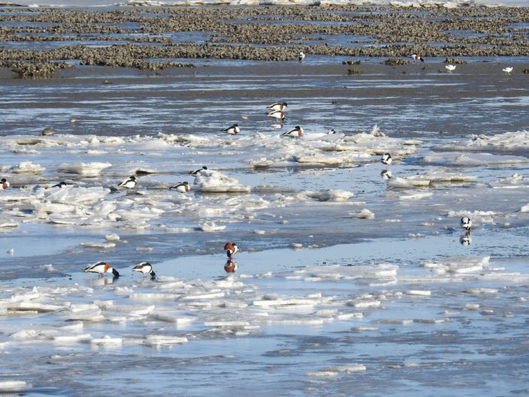 Bergeenden in de Mokbaai van Texel. De Waddenzee is niet helemaal dichtgevroren en de open wadplaten bieden nog soelaas aan bodemfoerageerders als de bergeend en scholekster