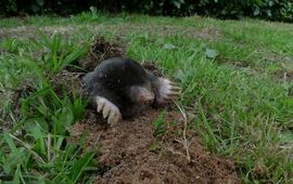 Mark Zekhuis Saxifraga Mol