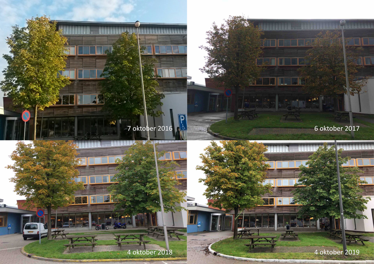 Witte paardenkastanje achter Gaia-gebouw op campus van Wageningen University