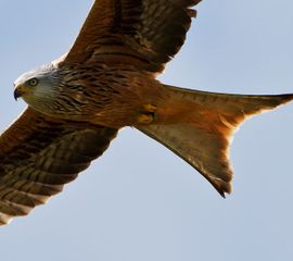 Rode wouw in vlucht