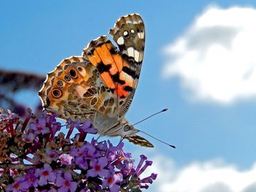 In de zomer zitten distelvlinders graag op de vlinderstruik om zich vol te tanken