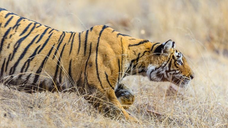 Bengaalse tijger sluipt door het gras