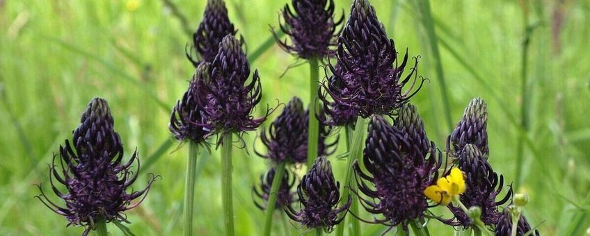 Zwartblauwe rapunzel (Phyteuma spicatum ssp nigrum)