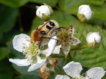 Penseelkever foeragerend op braam. Overdag zijn het vooral vliegen, bijen en kevers die bloemen van braam bezoeken