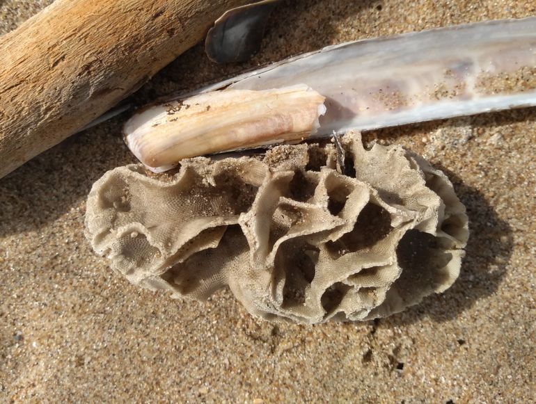 Begin september vond jutter Jacoline van Duijn op het Katwijkse strand een brokje van een mosdiertjeskolonie die we niet goed thuis konden brengen. Volgens expert Hans de Blauwe is het vrijwel zeker Biflustra grandicella. De enige bekende groeiplaats in Europa is een klein plaatsje aan de warmwateruitlaat van de kerncentrale van Borssele. Het is een tropische soort die wel vriestemperaturen kan doorstaan, maar die zich wellicht enkel kan vestigen in warm water