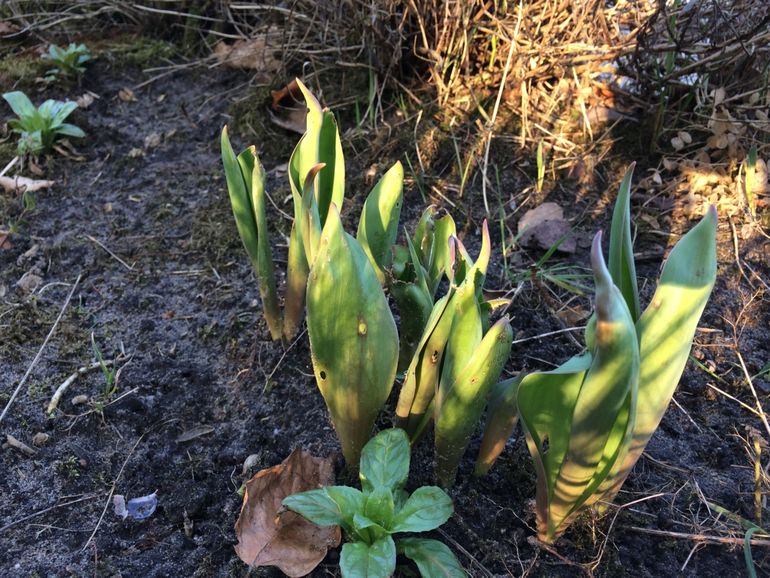 Blad van tulpen met vorstschade door vorst eind februari