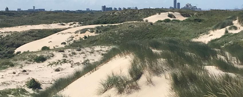 Witte duinen in Meijendel met de hoogbouw van Scheveningen op de achtergrond