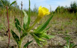 Duinteunisbloem op braakliggend terrein in Groningen.