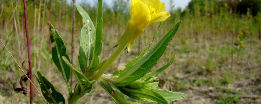 Duinteunisbloem op braakliggend terrein in Groningen.