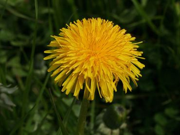 Paardenbloem