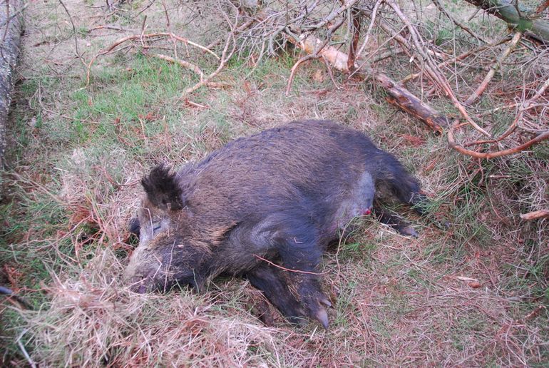 Een dood wild zwijn hoeft niet met AVP besmet te zijn: er zijn uiteraard ook andere oorzaken. Het dier op de foto was niet besmet.