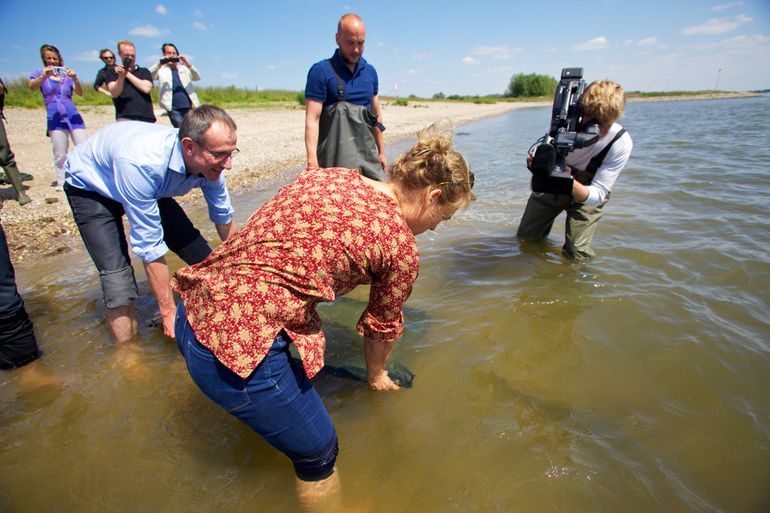 Uitzetten van jonge steuren in de Waal bij Nijmegen