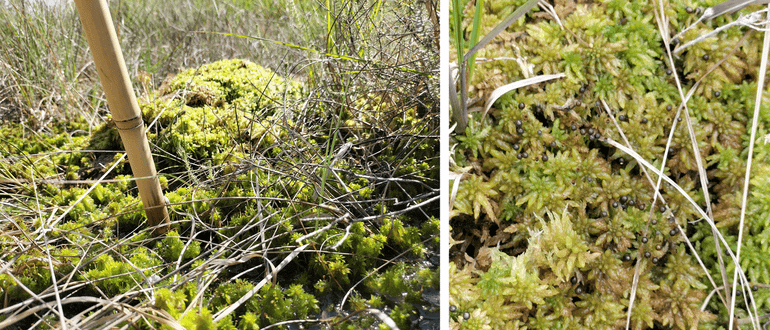Links: aanzienlijke groei van geherintroduceerd Wrattig veenmos in een vegetatie met voornamelijk Waterveenmos in de Ronde Kuilen van de Liesselse Peel na een relatief korte, maar natte periode (13 december 2023 tot 19 juni 2024). Rechts: In dezelfde periode hebben sommige geherintroduceerde plagjes van Wrattig veenmos zich zo goed ontwikkeld dat ze sporenkapsels hebben gevormd