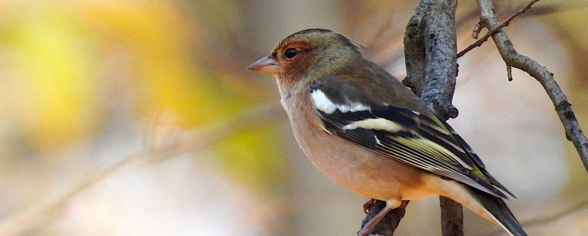 Vink