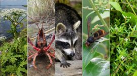 5 invasieve soorten