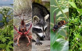 5 invasieve soorten