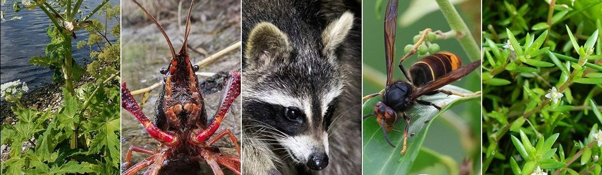 5 invasieve soorten