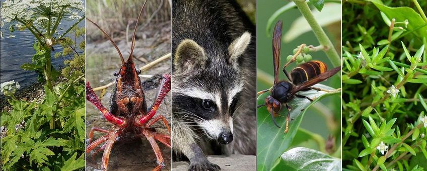 5 invasieve soorten