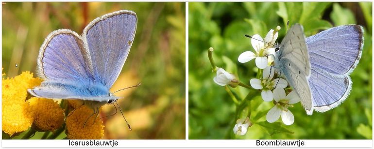 Het boomblauwtje vliegt in maart en april al en zit veel in stadstuintjes. Het icarusblauwtje vliegt veel later en is een soort van bloemrijke graslanden en bermen