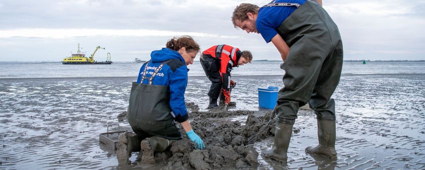 Verzamelen van wadpieren door Wageningen Marine Research in de Westerschelde, september 2023 (eenmalig exclusief wmr)