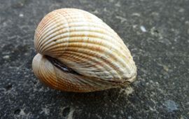 Ellen Weerman Kokkel 6 a 7 jaar