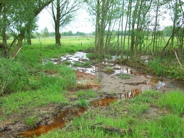 Annabos, water op de hoge gronden van de Peelhorst