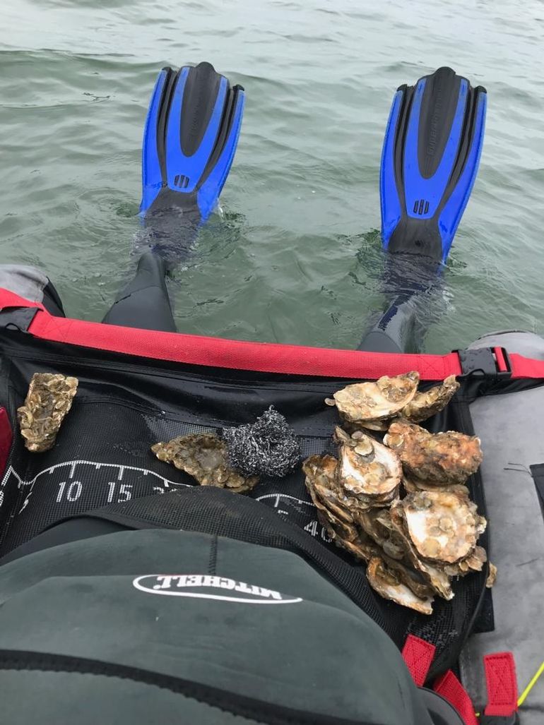 Het gaat goed met de oesterbroedjes in de Voordelta