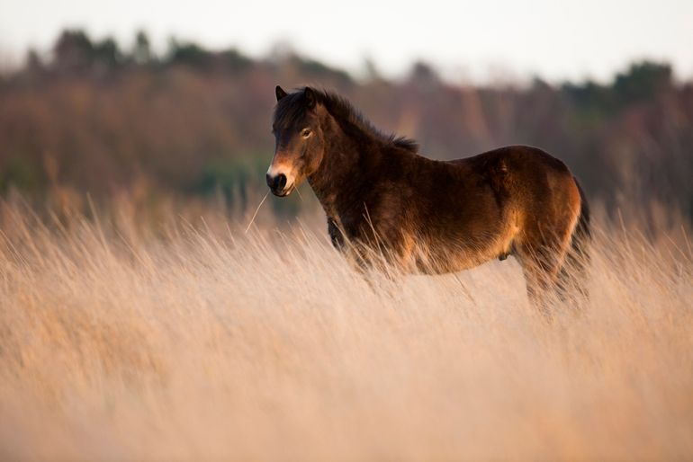 Exmoor pony