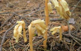 Aorg1961, GFD-licentie Monotropa hypopitys. Stofzaad