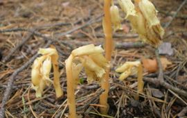 Monotropa hypopitys. Stofzaad