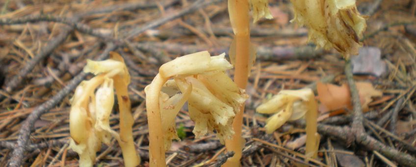 Monotropa hypopitys. Stofzaad