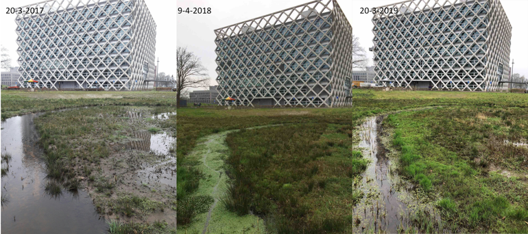Verschil in ontwikkeling van vegetatie rondom een net aangelegde beek tussen 2017, 2018 en 2019