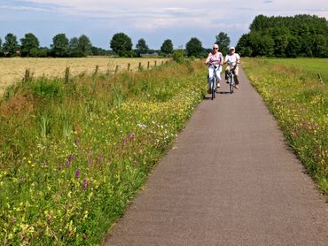 Bloemrijke bermen in Hoogeveen zijn een lust voor het oog