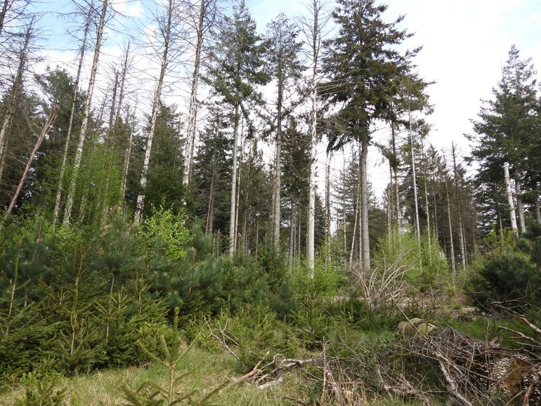 Aftakelende fijnspar in het zuidelijk deel van de Koningsheide. Door dit soort bomen te laten staan, behouden we organische stof, bosklimaat en voedsel voor foeragerende vogels. De loofhoutsoorten komen goed mee in de opkomende verjonging door relatief lage wildstanden