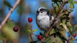 Ruud van Beusekom Staartmees op meidoorn