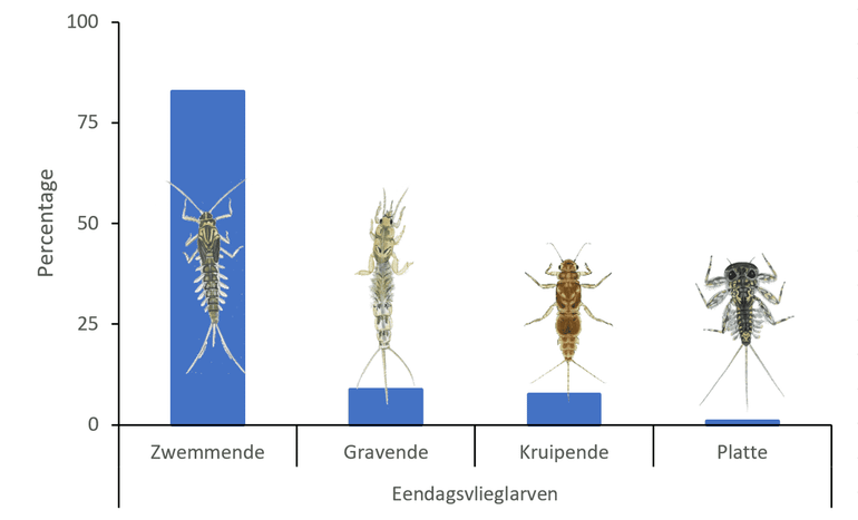 De vier verschillende soortgroepen van eendagsvlieglarven met hun relatieve aandelen in het totaal aantal gevonden larven in 2025