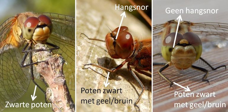 Van links naar rechts: bloedrode, steenrode & bruinrode heidelibel