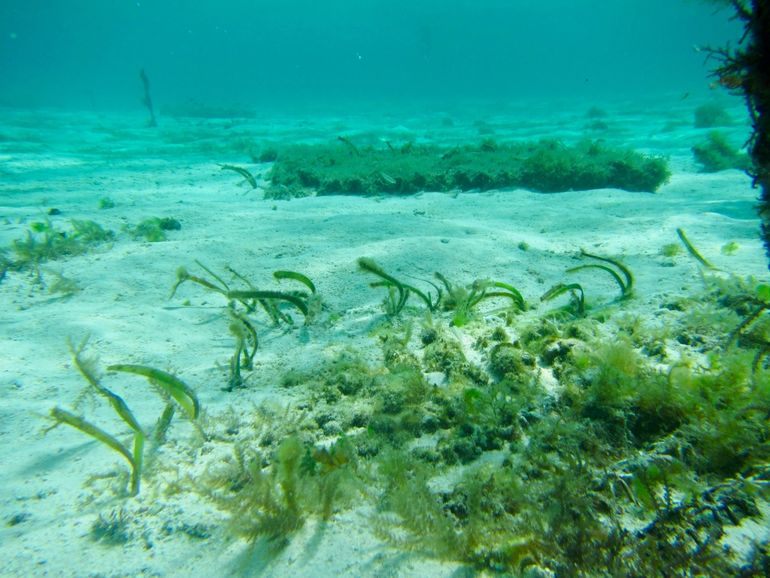 Na enkele maanden was er klonale uitgroei van zeegras zichtbaar, niet alleen binnen de structuur maar ook daarbuiten