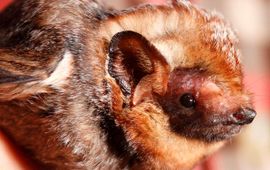 Frank Bonaccorso, USGS Hawaiian hoary bat (Lasiurus cinereus semotus),