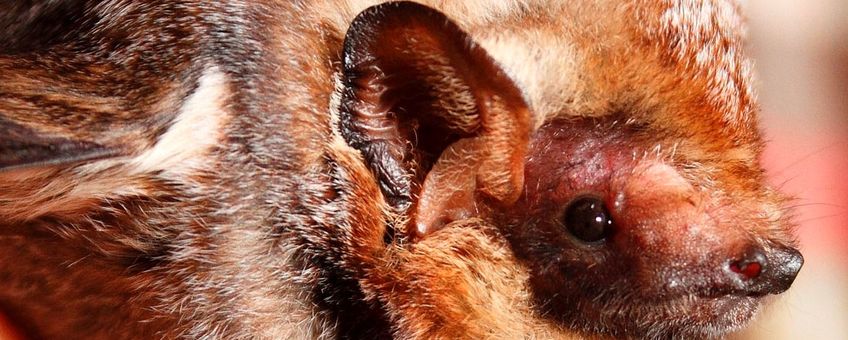 Hawaiian hoary bat (Lasiurus cinereus semotus),